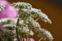お花